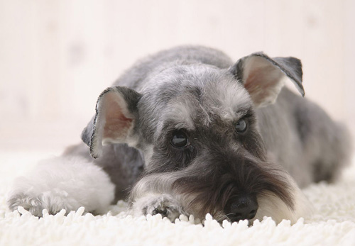 雪纳瑞狗一天喂几次 每天最好喂2次