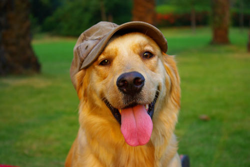 金毛狗一天喂几顿好 健康饲养法