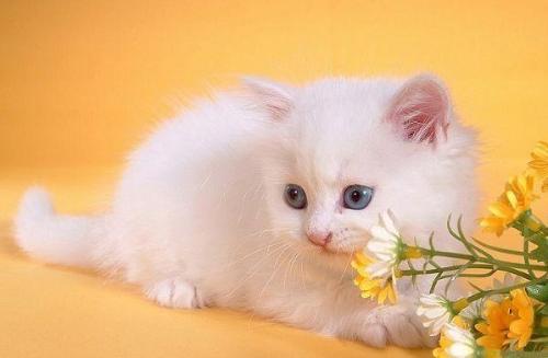 猫生完小猫吃什么 如何护理猫妈妈