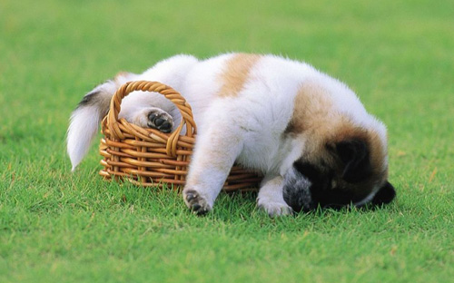 狗一天睡多长时间 没有较固定的睡眠时间