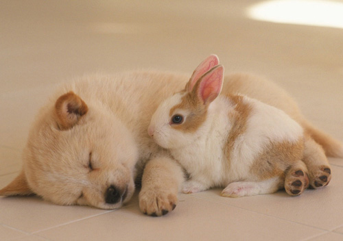 泰迪熊狗能吃鱼肝油吗 狗狗可以吃鱼油