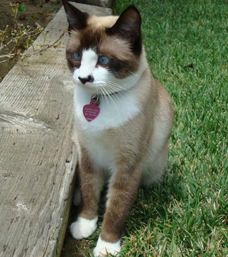 猫除了猫粮还吃什么 慎重选择的食品