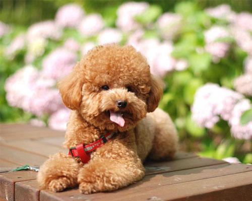 泰迪狗配种注意事项 交配一岁以后是最好的