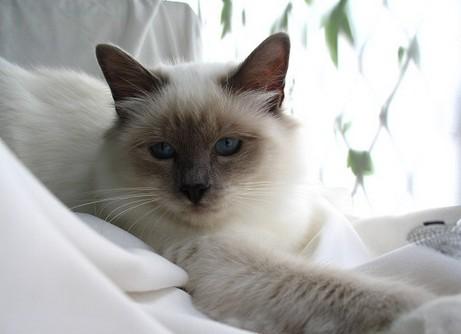 猫尿结石吃什么药 找到结石的根本原因