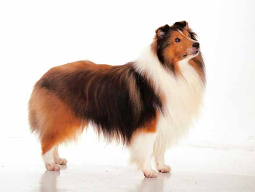 大狗一天吃几顿 根据身体大小而定