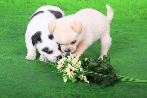 怎样训练狗狗游泳 需要注意些什么