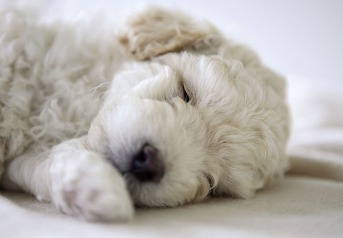 狗狗一天不拉屎 根据情况找方法