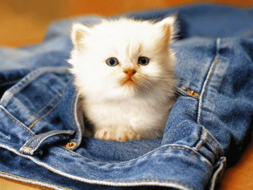 伯曼猫能喝纯牛奶吗 学会健康喂养猫咪