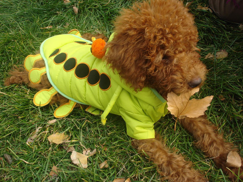 狗发情的预兆 这段时期给予怎样的照顾