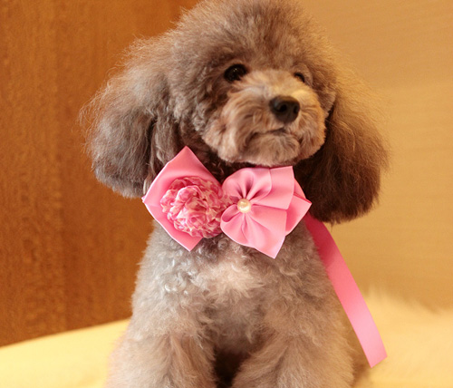 泰迪狗能吃什么零食 不要以零食为食物