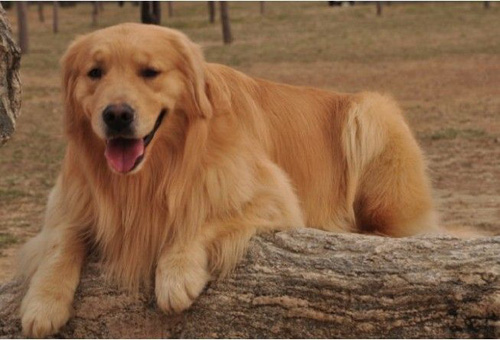 金毛狗能吃避孕药吗 会出现呕吐、抽搐等症状