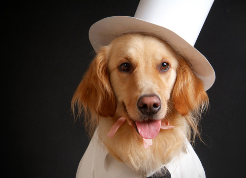 我家的狗身上有异味怎么办