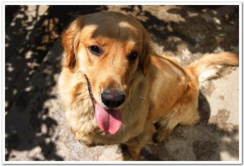 狗会游泳么 但是游泳的本领不高