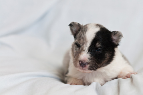 幼狗一天吃几次 注意时间间隔要尽量均匀