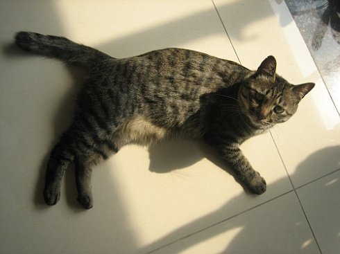 如何训练猫不咬人 经常修剪指甲