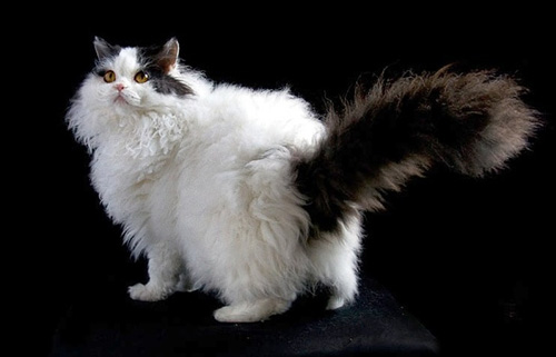 猫的指甲能剪吗 如何给猫咪修剪指甲