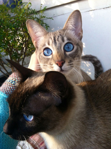 怎样训练猫大小便 找个“方便”的好地方