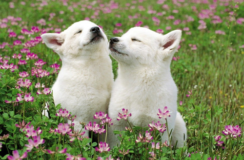 狗怕冷吗 什么情况说明它冷