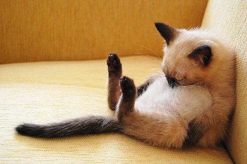 伯曼猫的价格 温文尔雅非常友善的猫咪