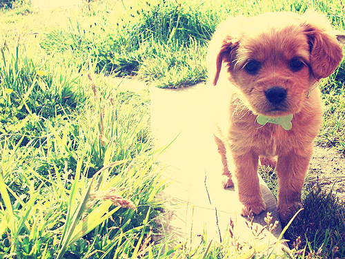 被狗狗抓伤感觉痒 首先处理好伤口