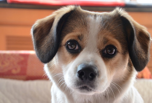 狗狗身上有小红点 原因是什么