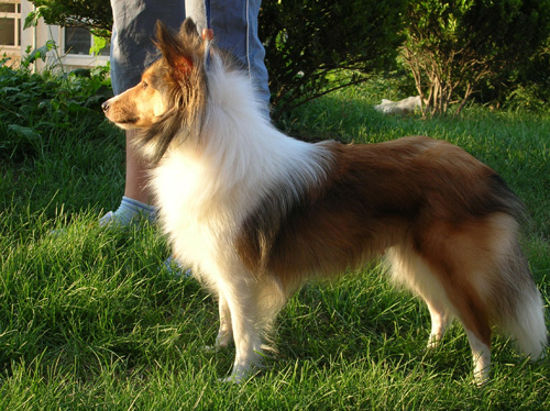 大狗一天吃多少狗粮 成年以后每天一次就可以