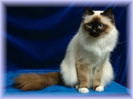 伯曼猫能喝牛奶 幼猫不能喝牛奶