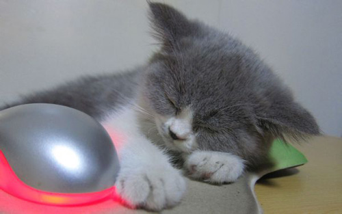 幼猫能吃成猫粮吗 选择专业的猫粮