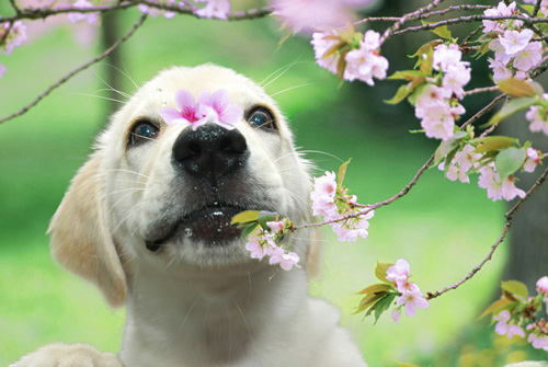 有没有狗狗避孕药 避孕的处理方法