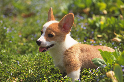 如何训练比格犬不乱叫 精神太过充沛而乱叫