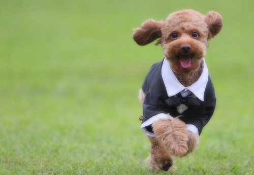 狗配种后多久生 哺乳期母犬怎么照顾