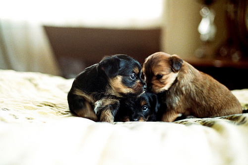 被自己狗狗抓伤 第一时间用肥皂水进行清洗