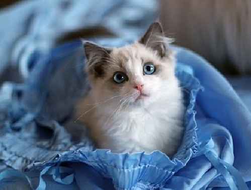 伯曼猫多少钱 伯曼猫好养吗