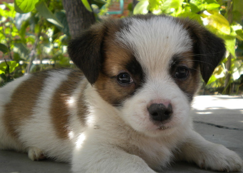 狗驱虫药怎么喂 将药物磨成粉喂给它