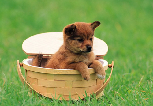 母狗避孕药 科学的避孕方法