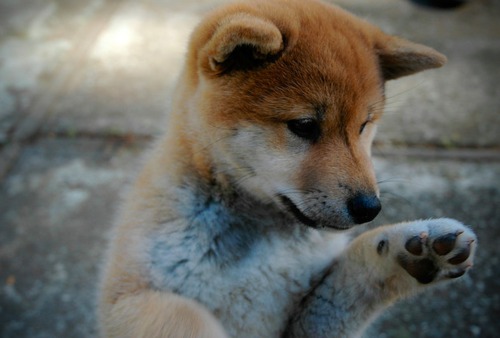 狗发情的症状 发情期大概多久
