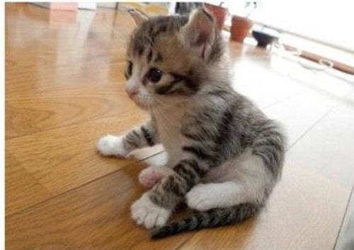 幼猫能吃什么 注意定时定量定点