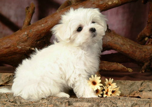 泰迪狗一天吃几餐 不同阶段喂养次数不同