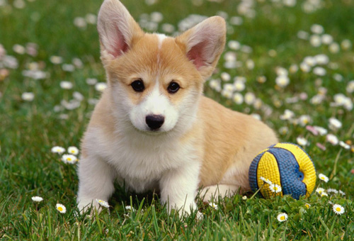 怎样给狗避孕 情急之下的避孕方法