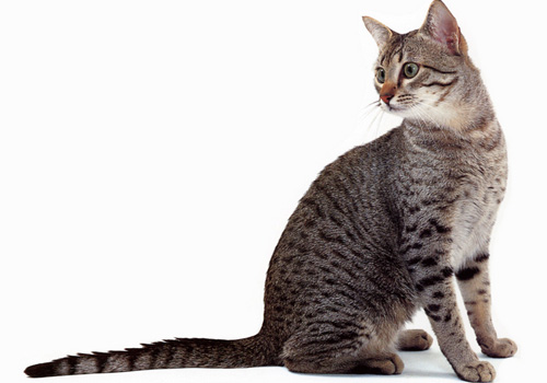 怎么训练猫上马桶 便盆需要经常清洗