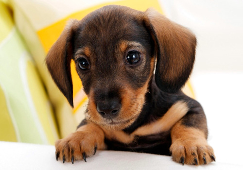 狗一天睡几小时 睡觉为什么会发抖