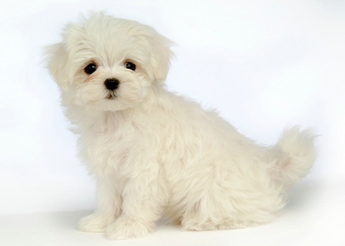 夏天狗狗怕热怎么办 怎样给狗狗降温