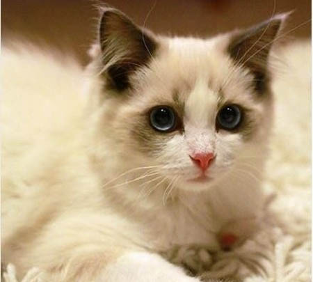 伯曼猫价钱 适合在室内饲养的猫咪
