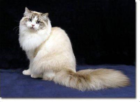 褴褛猫肠胃炎吃什么药 食疗或者药物治疗