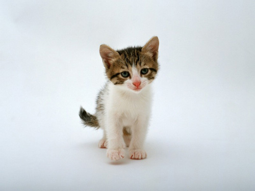 猫为什么晚上不睡觉 倾向于夜间活动