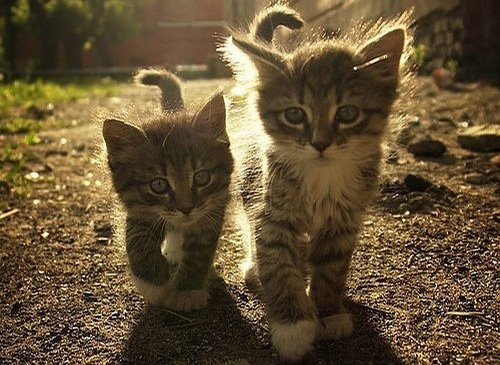 猫咬人要不要打疫苗 潜伏期的病毒不传染