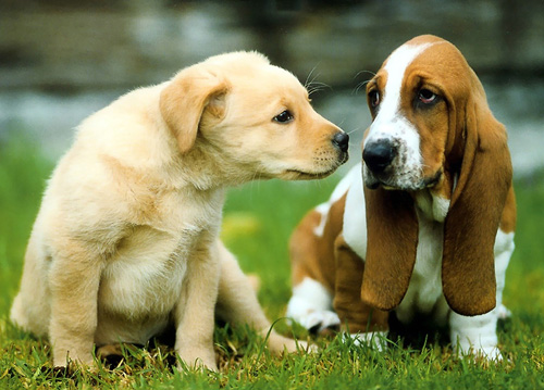 狗一天没拉屎 便秘的原因非常多