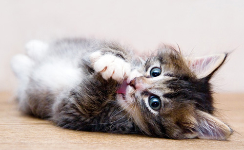 猫一天吃几餐 一顿吃多少