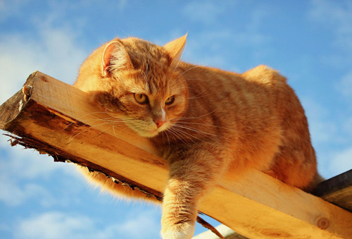 被猫抓伤会得狂犬病吗 先清理伤口