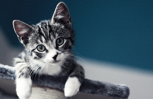 猫一天要睡多长时间 似乎非常容易犯困